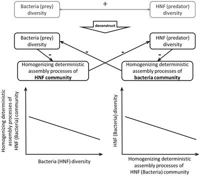 Community Assembly Processes as a Mechanistic Explanation of the Predator-Prey Diversity Relationship in Marine Microbes